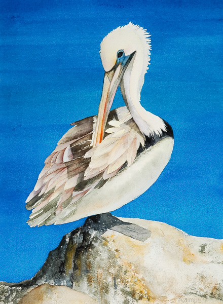 Pelican Perched on Rock