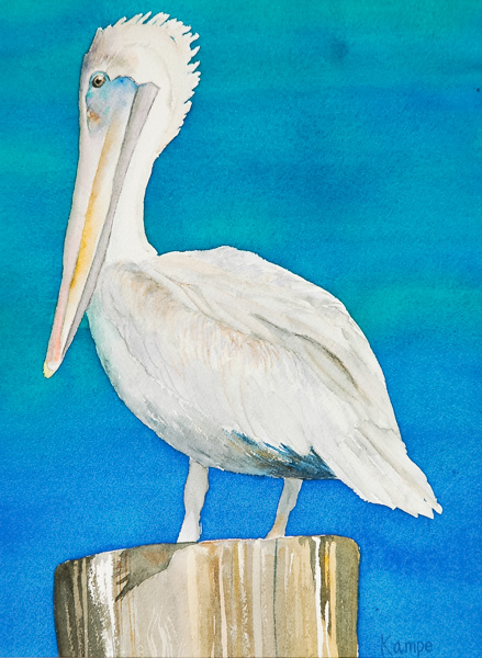 Photo - Pelican on Piling