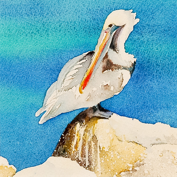 Pelican on Rock