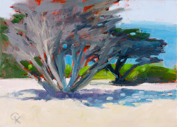 Cypress on Carmel Beach - Study