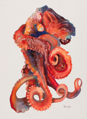 Octopus - Study