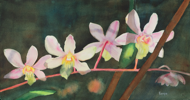 Orchid - Pretty and Pink
